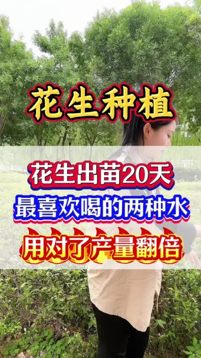 花生种植高产管理技术#花生高产种植 #花生种植管理技术 #花生种植 #花生高产 #花生