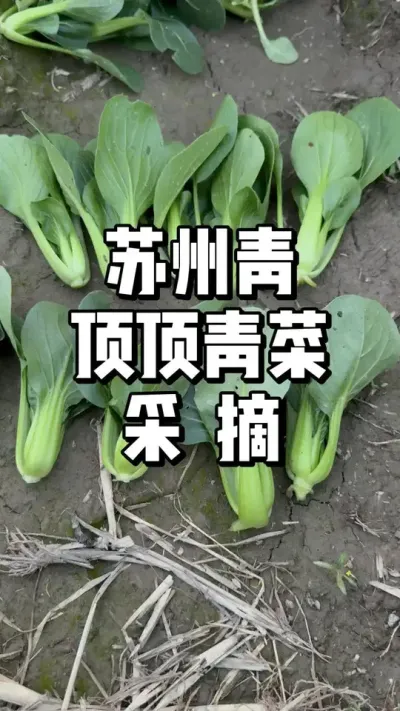苏州青春天种多少天可以采摘 