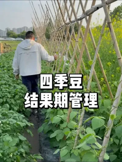 四季豆结果时怎么管理，豆角管理方法 #农业种植