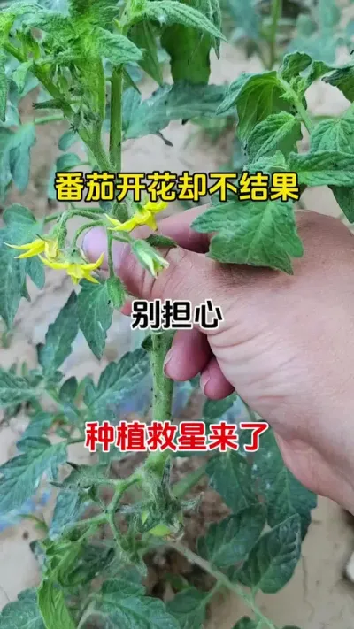 番茄着花却不效果，不必愁，用它果多果大吃不完#番茄莳植#授粉坐果灵 #西红柿点花