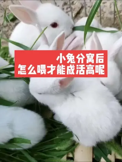 小兔分窝后，怎么喂才能成活高呢？ #兔子#三农#养殖#养兔子#养兔人