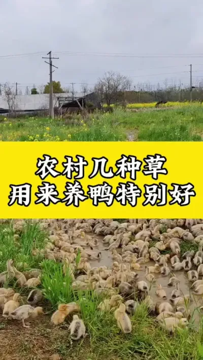 ũ弸ֲѼ#Ѽ #Ѽ #Ѽ #Ѽרҵ #Ѽշ