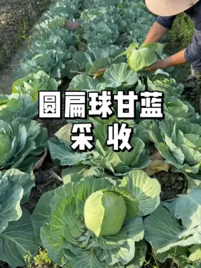 甘蓝成熟了，快来收获这份绿色美味！ 