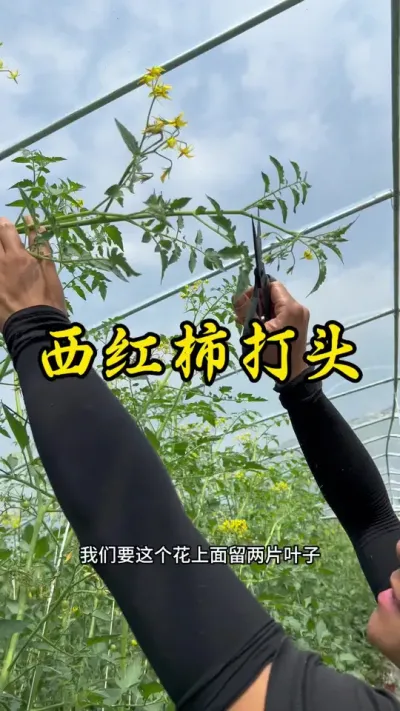 西红柿如何打头？#西红柿打头的正确方法 #种植小技巧