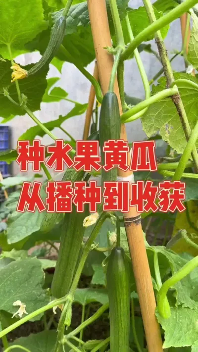 听说水果黄瓜是全雌的产量非常高，媳妇网购了一包种子，满怀期待的种了下去，老公还帮忙搭架子，终于迎来大丰收，兔子也跟着一起吃黄瓜，记录水果黄瓜从播种到收获全过程 #黄瓜 #种植小技巧 #强迫症治愈系 #