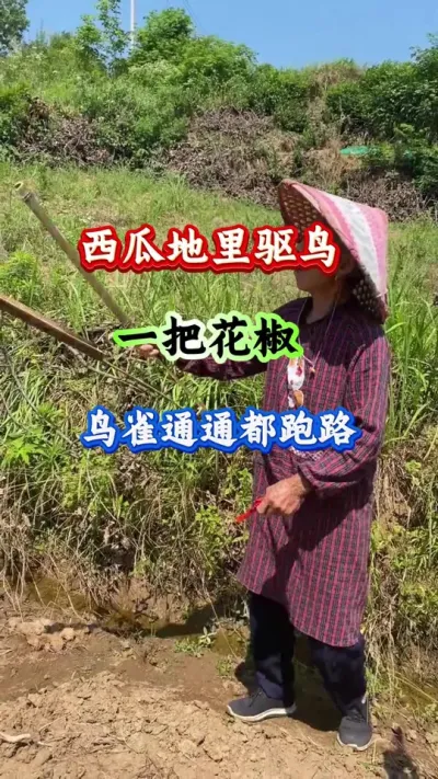 西瓜种植 西瓜地里驱鸟一把花椒鸟雀通通都跑 #西瓜种植 #西瓜管理 #驱鸟 #驱鸟神器