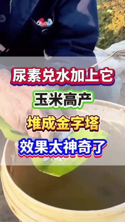 尿素兑水加上它，玉米高产堆成山拉都拉不完！ #玉米种植 #玉米高产 #玉米种植管理技术 #增产增收 #玉米叶面肥
