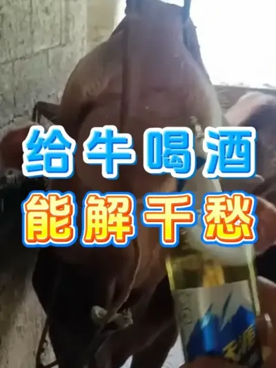 给牛喝酒能解千愁 #养牛人 #三农 #养牛 #养殖