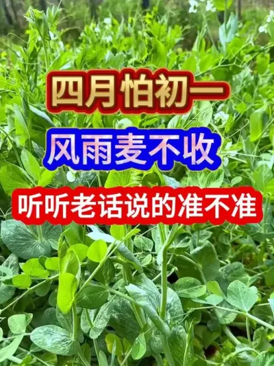 四月怕初一风雨麦不收老话说的准不准 #农业谚语 #农谚 #农业天气谚语 #三农 #农业种植