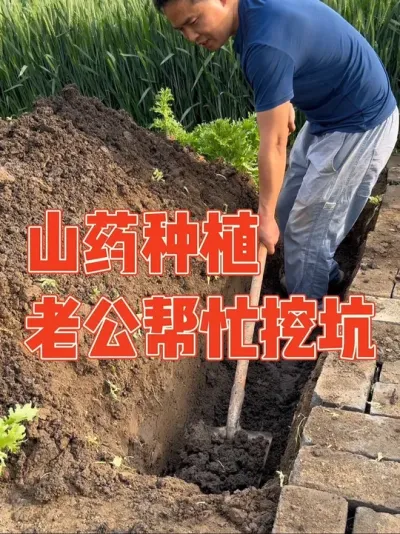 听说这样种山药长得又直产量又高，就是要挖深坑，不仅费土地看来还得费老公，赶紧把老公叫来帮忙挖坑种山药，老公直呼太累中途差点放弃，经过多番折腾终于成功种下 记录山药从挖坑种植到发芽全过程 #山药 #山药