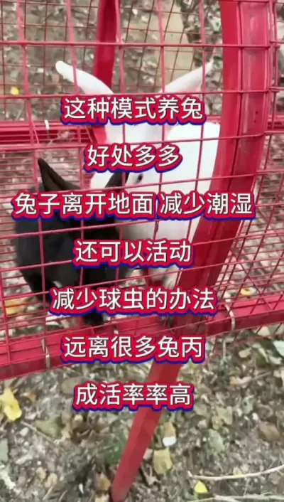 养兔提高成活率关键在于饲养管理和方法#养兔 #兔子养殖 #肉兔养殖 #养兔人