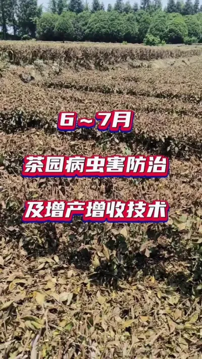 #7月份茶园该怎样管理？？#茶树莳植情形与质量控制 #夏日茶园病虫害防治