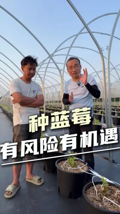 种蓝莓，有风险也有机遇，种蓝莓这个&ldquo;坑&rdquo;你敢跳吗？#云南蓝莓 #蓝莓投资 #种植风险 #水肥一体化