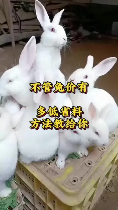 不管兔价有多低，省料方法教给你 #新手养兔  #肉兔养殖  #养兔  #养兔人#养兔专业户 #养兔三分靠管理七分靠技术