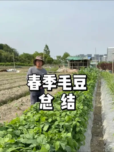 夏季毛豆种植秘籍，轻松丰收不是梦 