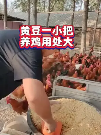 黄豆喂鸡利益多，你知道怎么配比，怎么应用吗#养鸡#养鸡小妙招#养鸡手艺#科学养鸡#天天禀享养鸡知识