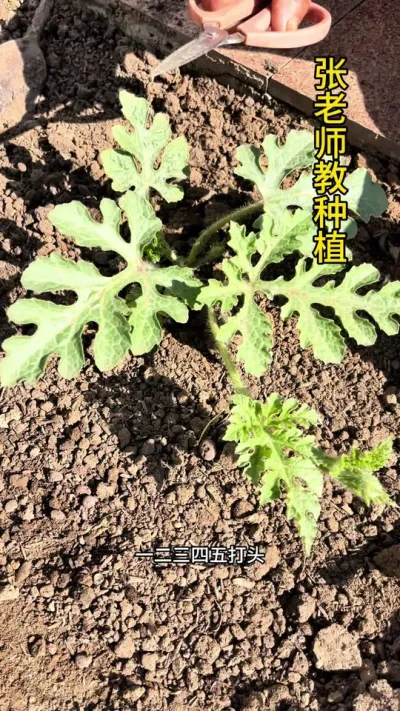 西瓜打了头，力气大如牛#西瓜#西瓜管理#关注我每天分享种植技巧