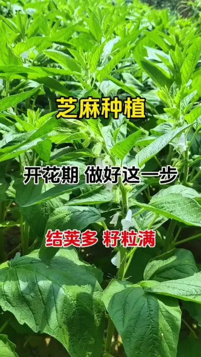 紧急通知#芝麻种植 #芝麻高产