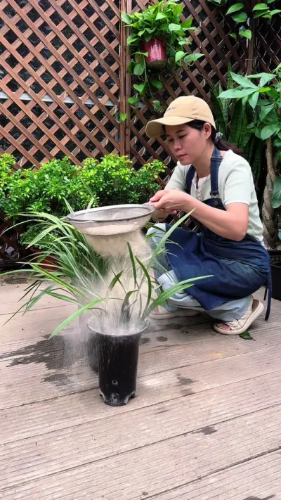 兰花出现这些情况，你给他是再多的肥也没有用#兰花 #兰花种植 #种植小技巧