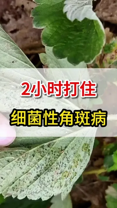 草莓细菌性角斑病，教你一个方法搞定它#三农 #草莓育苗 #农业种植