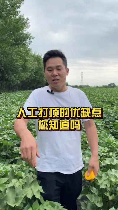 人工打顶的优弱点您知道吗？ #人工打顶 #关注我天天禀享莳植知识 #棉花莳植专家讲座 @抖音小助手