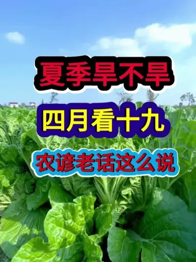 夏季旱不旱四月看十九农谚老话这么说 #农业谚语 #农谚 #农谚老话 #农业种植 #三农种植