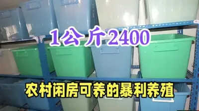 这个养殖好，公斤价2400元   15平年产干品100公斤 #农村致富好项目 #返乡创业新农人 #三农 #壁虎养殖 #抖音助农