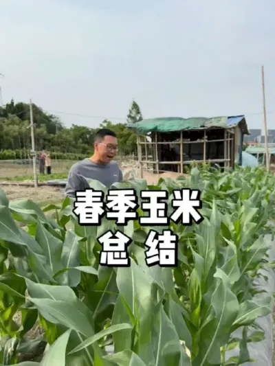 夏天种玉米，省时省力又高产！ 