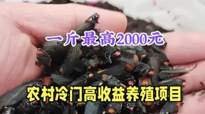 农村冷门小本养殖，1斤最高2000元，养3亩年净赚18万元 #农村创业 #药材 #三农 #三农养殖 #农村致富好项目