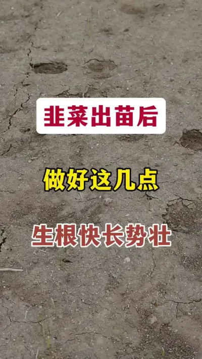 韭菜出苗后，做好这几点，生根快，长势壮。#韭菜种植 #韭菜管理 #韭菜管理技术 #韭菜种植方法#种韭菜