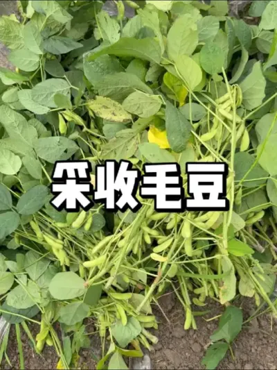 һëŴ 