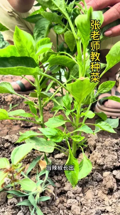 辣椒第一朵花下边的枝叉和叶片全部给它打掉#辣椒 #辣椒种植 #辣椒管理
