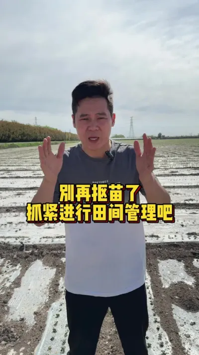 别在扣苗了，抓紧时间进行田间管理吧！ #关注我每天分享种植知识 #棉花种植专家讲座 #棉花种植技术 @抖音小助手