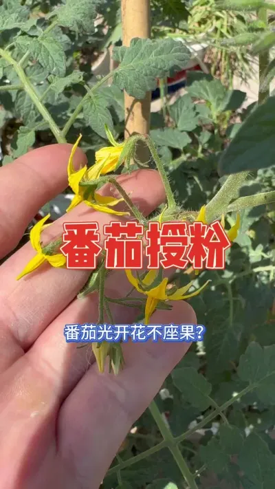 番茄开花不座果，开了花又掉怎么办？用这个番茄座果灵授粉，简单好操作#番茄 #番茄种植#种植小技巧#阳台种菜 #我的小菜园