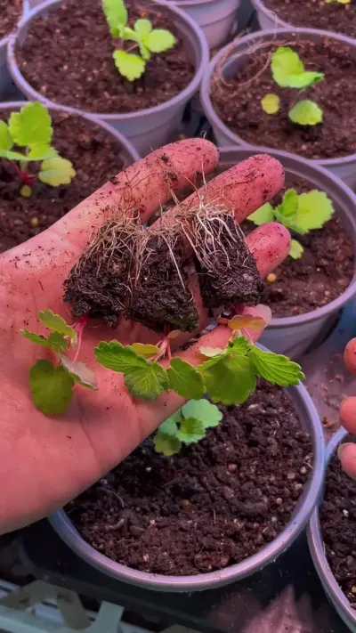 籽播草莓换盆 又是种草莓的一天，干不完的活种不完的苗#盆栽草莓苗 #记录我的种植生活 #三农 #草莓种植技术