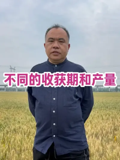 不同的收获期和产量 同地点，收获期差异大，不同管理，产量差异大。#分享农业知识帮助农民增产增收