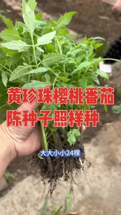 用去年的陈种子种黄色樱桃小番茄，从播种育苗到开花结果全过程记录 #圣女果 #黄番茄 #种植小技巧 #强迫症治愈系 #记录真实生活