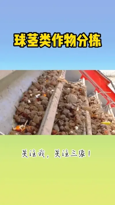 球茎类作物分拣机 #现代农业机械 #收获机 #收割机 #现代化农机