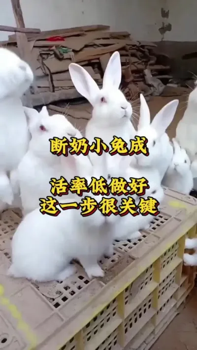 断奶小兔成活率低，做好这一步很关键 #养兔人 #兔子 #肉兔养殖 #养兔技术交流中心 #养兔技术