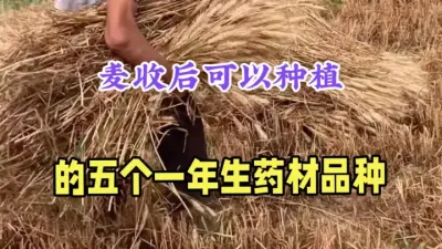 麦收后种植的5个一年生药材，亩收入最高达万元，比种玉米强几倍 #药材种植 #一年生药材 #农村致富好项目 #2025新农人计划 #荆芥
