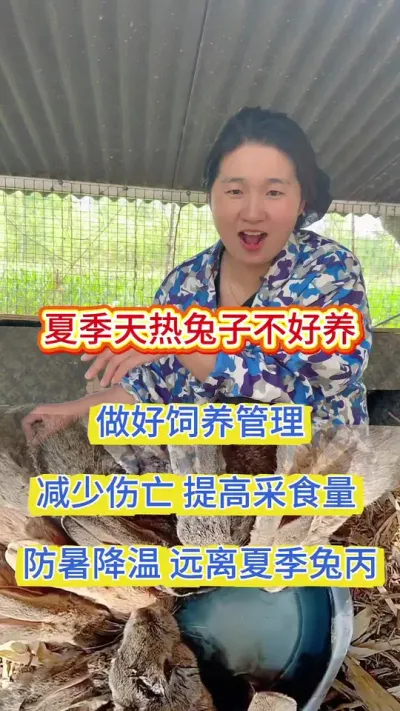 夏季兔子不好养，问题多，陆陆续续伤亡大，关键在于饲养管理，这样喂远离兔丙防暑降温，全程不死一只兔#养兔 #养兔人 #肉兔养殖 #养兔技术 #兔子养殖