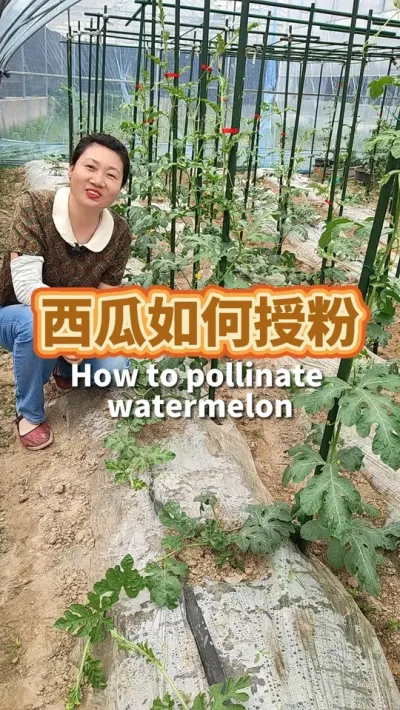 种西瓜的方法之如何授粉 分辩出光杆子的雄花和带瓜胎的雌花，摘下雄花用花蕊对一下#种植小技巧 #阳台种菜 #种西瓜 #我爱种菜