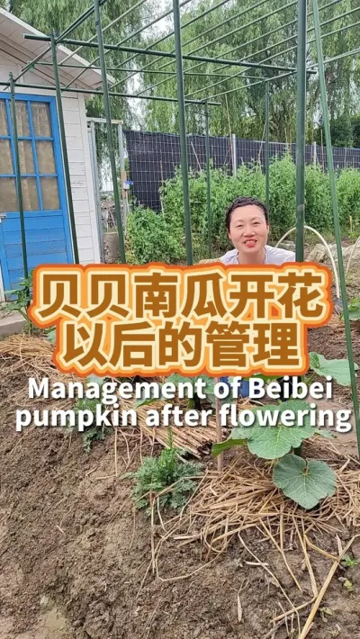 贝贝南瓜开花后的管理 贝贝南瓜开第一朵花开花后要做好这4件事，你很快就能够吃上自己亲手种的贝贝南瓜#病虫害防治 #种植小技巧 #贝贝南瓜 #阳台种植 #我爱种菜