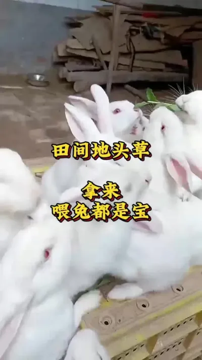 田间地头草，拿来喂兔都是宝 #肉兔养殖 #新手养兔 #兔子 #养兔人#养兔人 #养兔三分靠管理七分靠技术