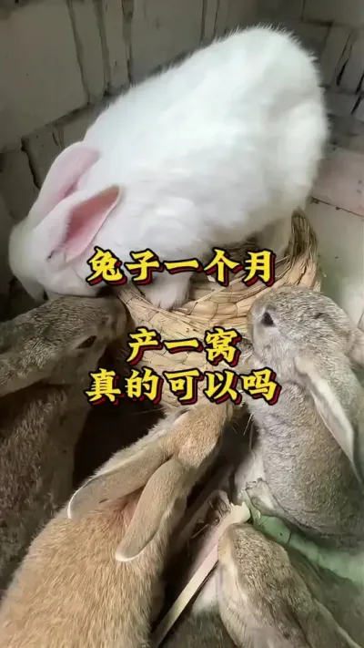兔子一个月产一窝真的可以吗？ #兔子 #养兔 #肉兔养殖 #新手养兔#养兔人 #养兔三分靠管理七分靠技术