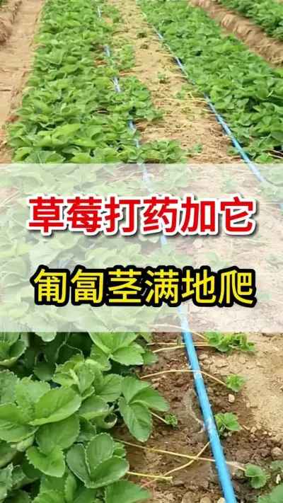 草莓打药加上它，匍匐茎满地爬#一份耕耘一份收获 #匍匐茎