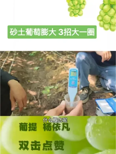 砂土果实膨大 3招大一圈 3招让你的葡萄膨大 大一圈#新农人计划2024 #服务三农支持三农 #葡萄技术 #农资肥料 ＃农业技术#葡萄种植技术