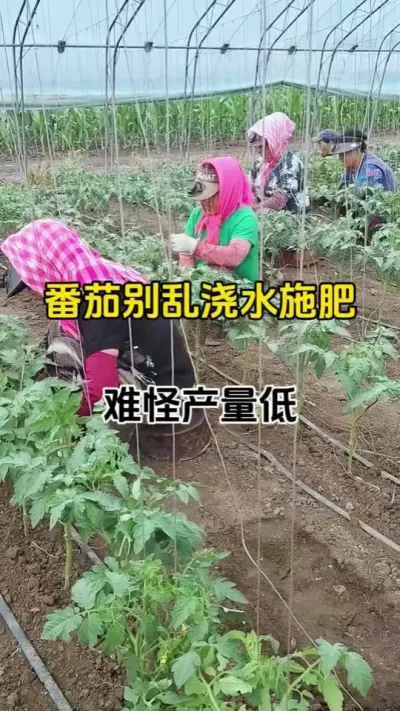 番茄开花别乱浇水施肥，这样管理，产量翻倍#农业种植 #促花保果 #促花催花座果灵