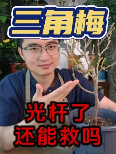 三角梅光杆还能救吗?#养花 #三角梅 #爆芽原液