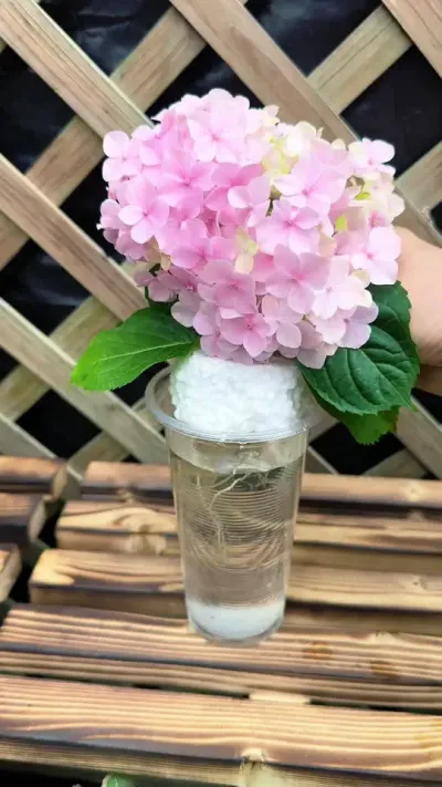 四五月份是扦插绣球的好季节#扦插#绣球花 #花卉绿植